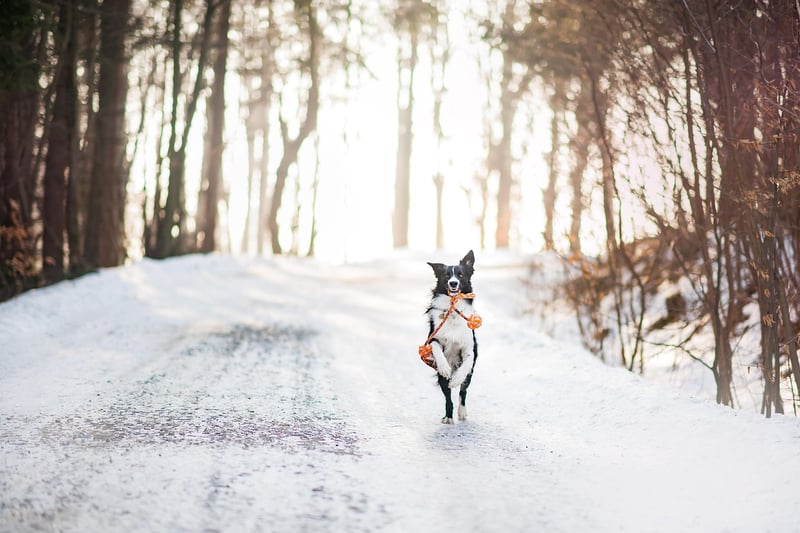Snowy Retreats